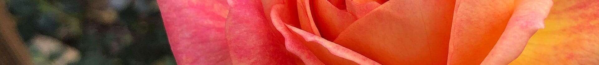 Otto and Sons Gallery