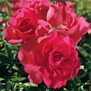 'High Society - Espalier' rose; flowers are rich fuchsia-pink, 4.75 inch