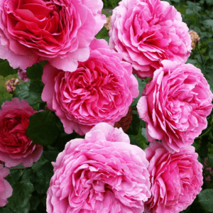 'Princess Alexandra of Kent' rose; warm glowing pink 4 inch flowers