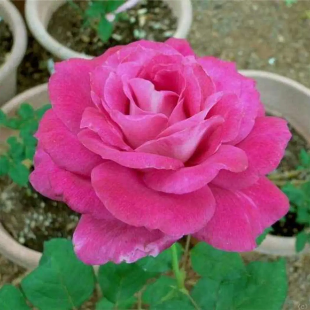 Girls' Night Out Otto & Sons Nursery