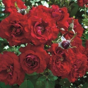 'Oh My!™' rose tree; deep velvet red, 3.5 inch flowers