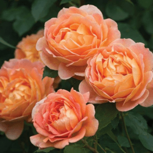 'Lady of Shalott™' rose; coppery orange red w/yellow flowers