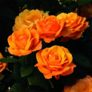 'Good as Gold' rose; golden orange-yellow with a kiss of red, 5 inch flowers