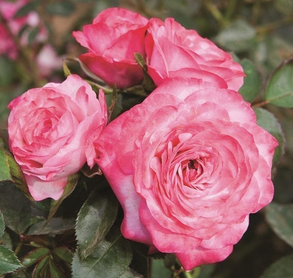 Closeup of a cluster of a rose with large pink flowers