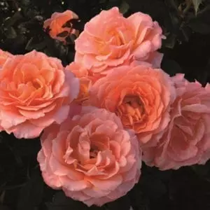 'Jump for Joy™' rose; peachy-pink 3.25 inch flowers