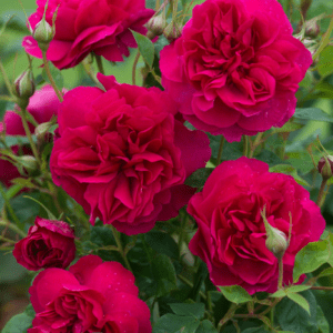 'Thomas Beckett™' rose; light red paling to carmine red 3.5 inch flowers