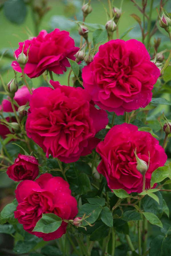 'Thomas Beckett™' rose; light red paling to carmine red 3.5 inch flowers