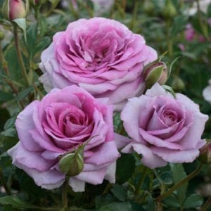 'Violet's Pride™' rose; lavender-purple w/magenta center. 4 inch flowers