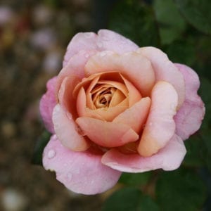 Closeup; A pink rose with a glowing center