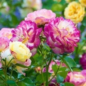 'Life of the Party™' rose; yellow kissed-pink, 3.5 inch flowers