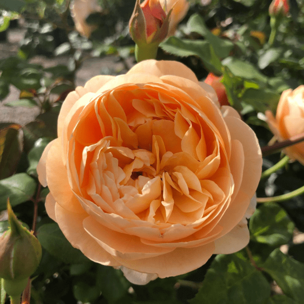 Closeup; 'Roald Dahl™' rose; peach-apricot, cupped, 3.25 inch flowers