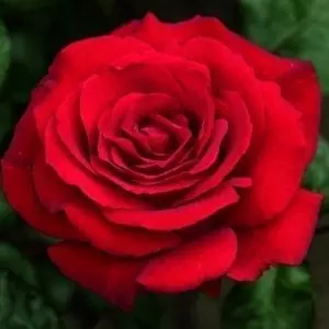 crimson-bouquet