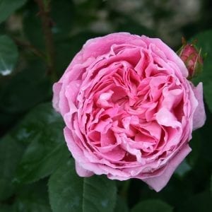 mary-rose