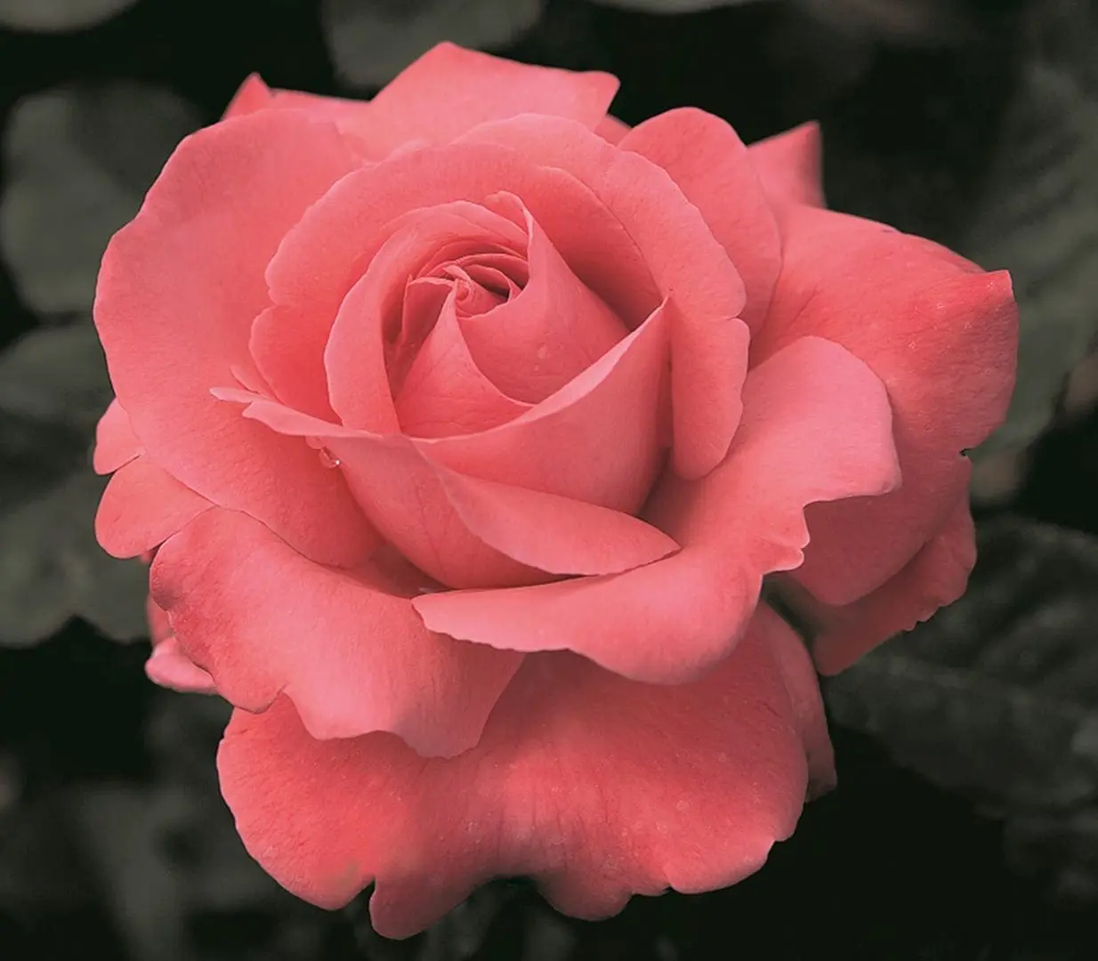My Image 23