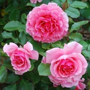 'Dream Weaver' rose; bright coral pink, 3.5 inch flowers