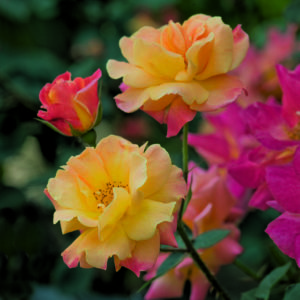 'Joseph's Coat' rose; hot yellow & red blend, 4 inch flowers