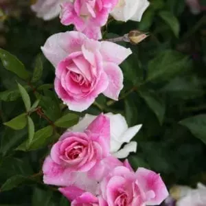 'Brilliant Pink Iceberg' rose; bright cerise pink, painted into cream 3.5 inch flowers