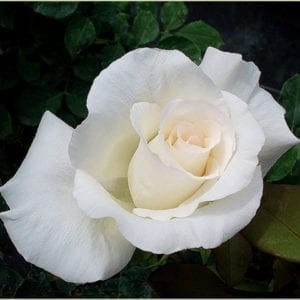 'Honor®' rose;  flowers are crisp bright white with 5 inch blooms