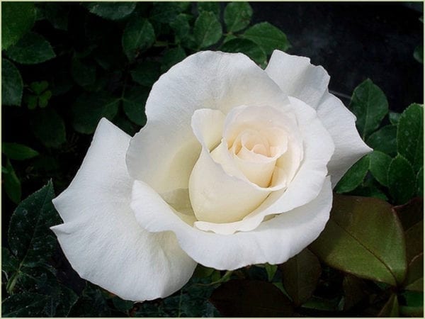 'Honor®' rose;  flowers are crisp bright white with 5 inch blooms