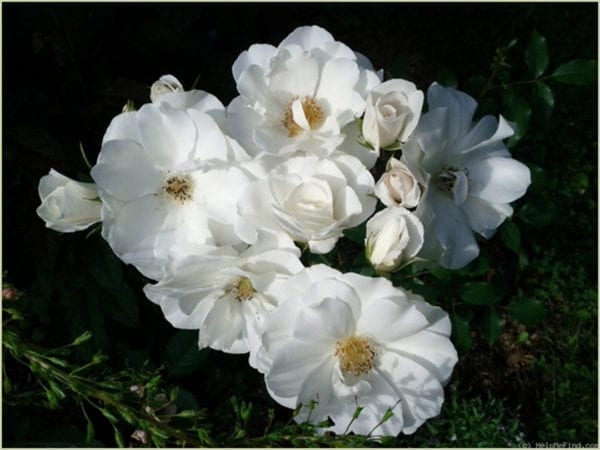 'Iceberg' rose; flowers are icy white with 2.25 inch blooms