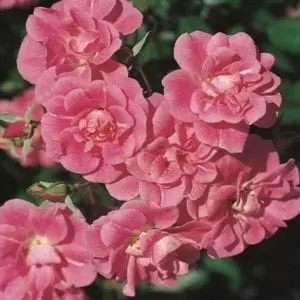 'China Doll' roses; rich rose pink, 1.5 inch flowers