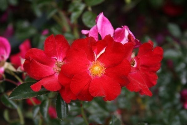 flower-carpet-red