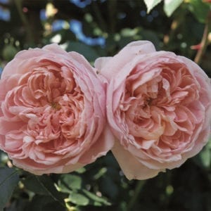 'Colette' rose; ruffled old-fashioned pink w/ apricot 3.25 inch flowers