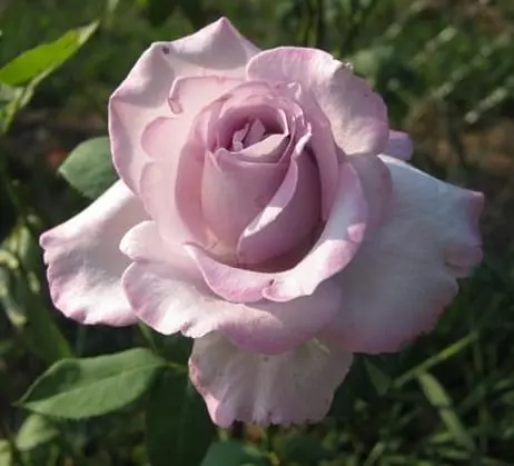 Closeup; 'Blue Girl' rose, silvery-lilac lavender flowers