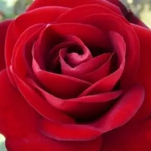Closeup; 'Forever Yours®' rose, fire engine red, 4.25 inch flowers
