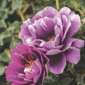 'Eyeconic Plum Lemonade®' rose; light lavender w/ dark plum center, 2 inch flowers