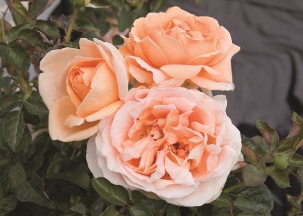 'Abbaye de Cluny™' rose; apricot-orange yellow blend 4.5 inch flowers