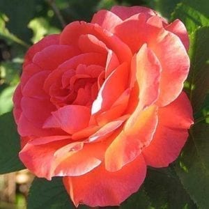 'Artistry' rose; bright coral-orange, brushes of cream on reverse 4.5 inch flowers