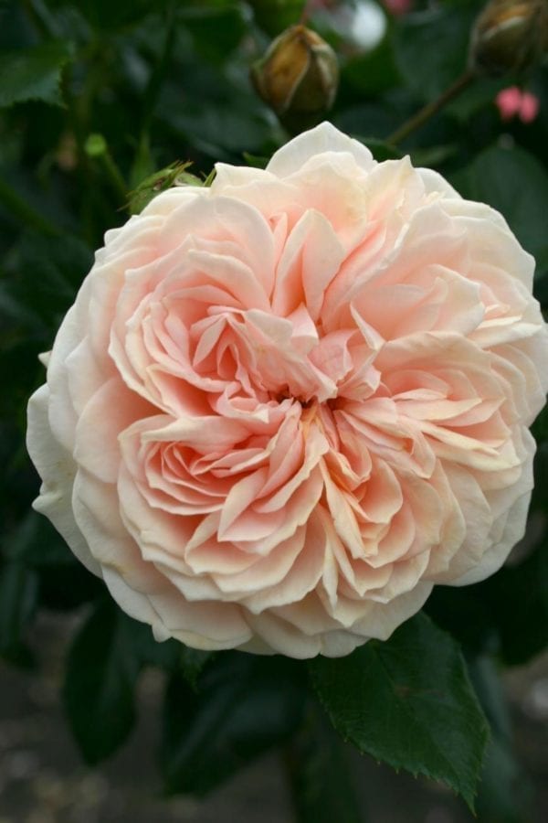Closeup; 'Cream Veranda®' rose