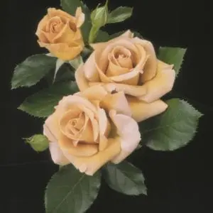 'Honey Dijon' rose;  tan to warm-honey flowers