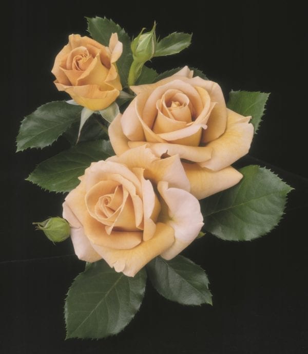 'Honey Dijon' rose;  tan to warm-honey flowers