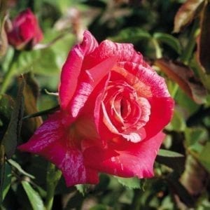 'Hypnotized!' rose; flowers are deep pink splashed, streaked creamy white... 4" blooms