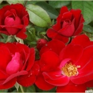 Closeup; 'Kardinal Kolorscape®' rose with medium-red blooms