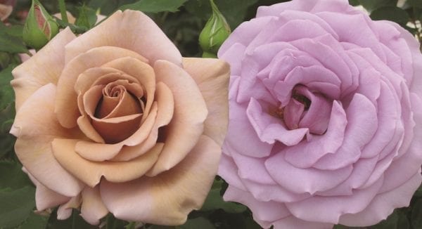 'Koko Loco™' rose, milky chocolate flowers changing to lavender