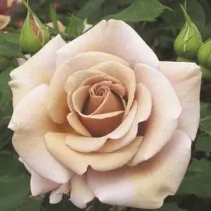 Koko Loco™ rose
