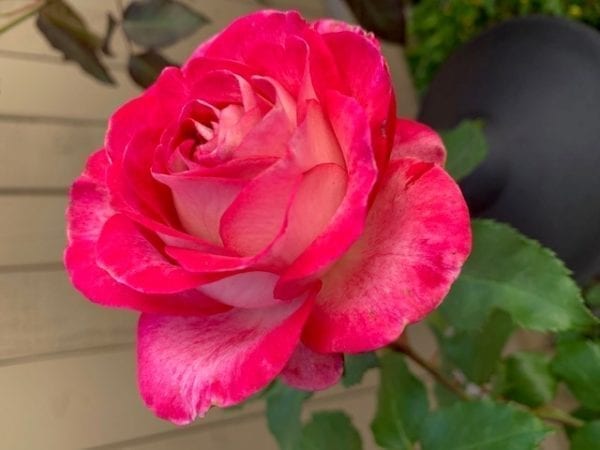 Closeup; 	'Love at First Sight®' rose, flowers are red and white bicolor