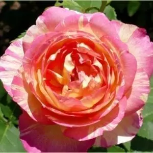Closeup; 'Marc Chagall®' rose, pink flowers w/ yellow center