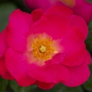 Closeup; 'Pink Brick House®' rose; flourscent pink flowers