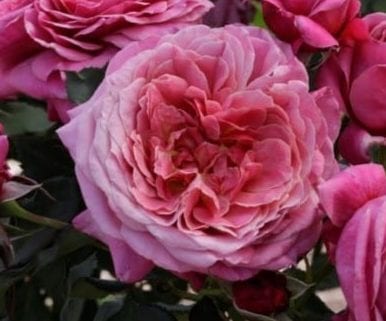 'Queen of Elegance' rose; old-fashioned pink, 4.25 inch flowers