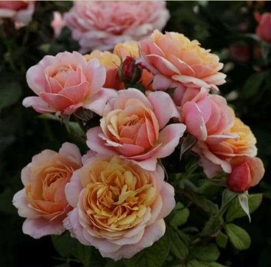 'State of Grace®' rose; flowers are apricot-gold, pink reverse