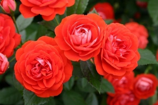 'Brilliant Veranda®' rose; neon orange-red, lighter reverse 2.5 inch flowers