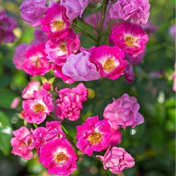 Closeup; 'Pretty Polly Pink' rose, bright pink flowers, in clusters