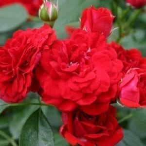 'Roxanne Veranda®' rose; dark red 2.25 inch flowers