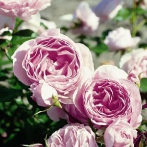 Closeup; 'Scentuous®' rose with cupped, light-pink flowers