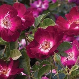 'Sultry Sangria™' rose; unique purple to pink, 2.5 inch flowers