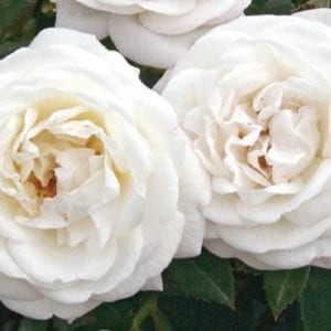 Closeup; 'Pearlescent' rose with pure white blooms, tinged pink when cooler